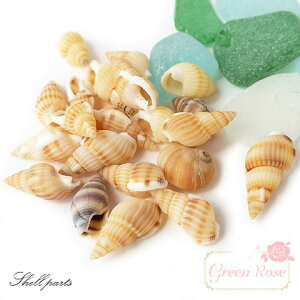 巻貝の貝殻 夏 マリン 海 サマー 夏休み 10g Kai-002 GreenRoseYumi