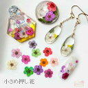 小さめ 押し花 レジン ネイル 封入パーツ ケース入り 全11色 単色10枚 f54 GreenRoseYumi