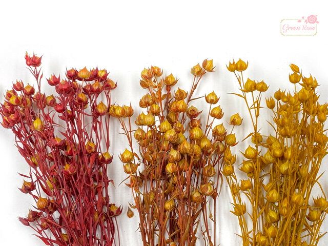 ドライフラワー 植物 実 枝 ディスプレイ 装飾 飾り インテリア ハーバリウム ブーケ スワッグ 花束 アンティーク アクセサリーパーツ 花材 5g f57 GreenRoseYumi 3