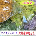 【同梱不可】1点限定 在庫処分 アイスランドモス ドライモス 苔 コケ テラリウム レジンクラフト キャンドル ハーバリウム 花材 大量 1セット限定 sale...