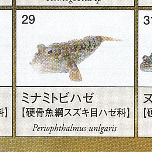 原色図鑑 シリーズ 6 原色淡水魚図鑑 2 14:ミナミトビハゼ ユージン ガチャポン ガチャガチャ ガシャポン