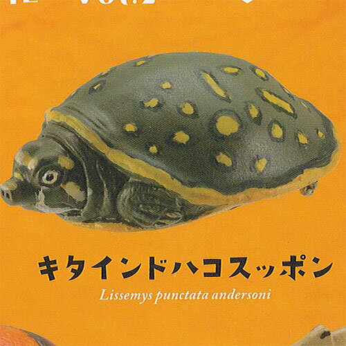 カプセルQミュージアム 福を 呼ぶ お財布 亀 vol.2 3：キタインドハコスッポン 海洋堂 ガチャポン ガチャガチャ ガシャポン