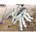 タランチュラ 2 3:蓄光 ターリンインターナショナル ガチャポン ガチャガチャ ガシャポン