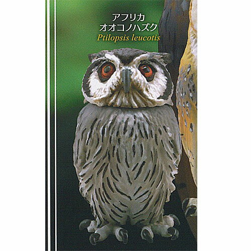 カプセルQ ミュージアム 福をよぶ フクロウ 大全 4：アフリカオオコノハズク 海洋堂 ガチャポン ガチャガチャ ガシャポン