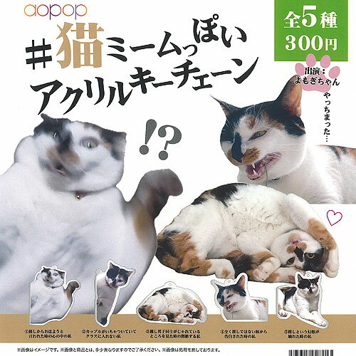 猫 ミームっぽい アクリル キーチェーン 全5種+ディスプレイ台紙セット アオポップ ガチャポン ガチャ..