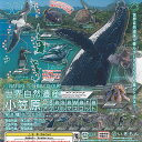 ネイチャーテクニカラー 世界 自然遺産 小笠原 アクリル マスコット 全8種+ディスプレイ台紙セット いきもん ガチャポン ガチャガチャ コンプリート