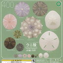 ネイチャーテクニカラー MONO PLUS ウニ殻 マグネット コレクション 全8種セット いきもん ガチャポン ガチャガチャ ガシャポン コンプリート