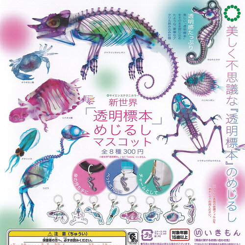 楽天市場】透明 標本 カエルの通販