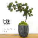 造花盆栽 松 吹き流し 苔盆 人工観葉植物 フェイクグリーン インテリアグリーン 五葉松 まつ 黒陶器 鉢 和モダン こけ プレゼント ギフト 和風 おしゃれ ...