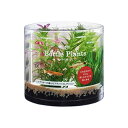 【アウトレット品】ジェックス 癒し水景 ボトルプランツ ミリオフィラム 水草インテリア ボトルアクア アクアリウム GEX 水槽用品