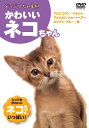 どうぶつだいすき　かわいいネコちゃん みんなだいすき！「かわいいネコちゃん」 「ヒマラヤン」「ラグドール」「ペルシャ」「ロシアン・ブルー」 「ベンガル」「ソマリ」「アメリカン・ショートヘアー」「ミケネコ」 「アビシニアン」「ターキッシュアンゴラ」「エジプシャン・マウ」 「スフィンクス」「アメリカン・ワイアー・ヘアー」など、「かわいいネコちゃん」がいっぱい！ 収録時間：25分 ■シリーズ一覧■ 英語,リスニング,歌,教育,知育,教養,教材,学習,入門,勉強,こども,子供,幼児,アニメ,動物,どうぶつ,水族館,昆虫,魚,TV,映像,ペット,犬,猫,いぬ,ねこ,癒し,のりもの,乗り物,電車,新幹線,鉄道,列車,趣味,夢中,パトカー,車,くるま,DVD,昔話,むかしばなし,童話,どうわ,ディズニー,アニメ,ミッキー,TOM,JERRY,トム,ジェリー,名作,傑作,特選,語学,安,プレゼント,新品