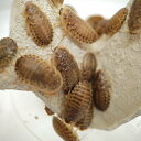 【邑楽ファーム】 活デュビア MSサイズ 約600匹 18~25mm程度 活餌 爬虫類 両生類(4)
