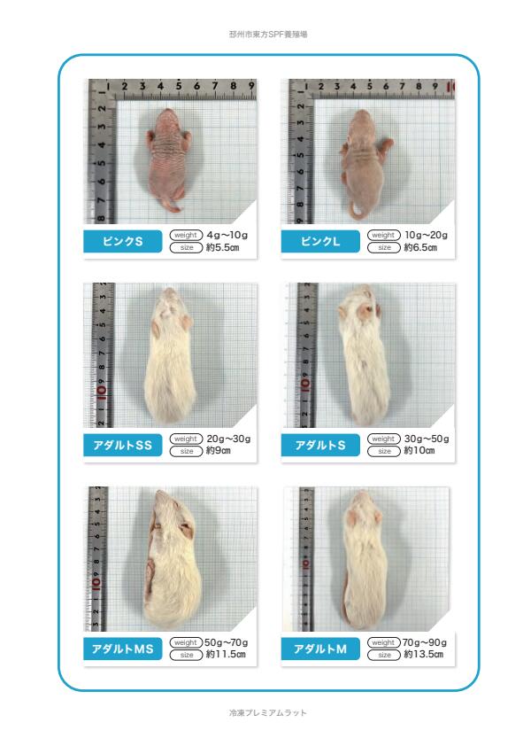 ͸�ڥե����� ����ץ�ߥ����å� �������S 30~50g 10ɤ���� ����� ξ����