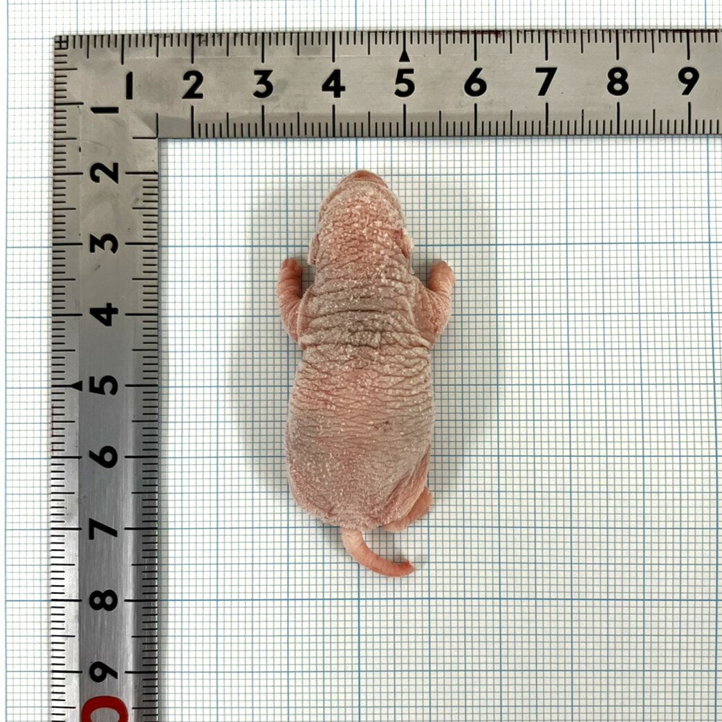 邑楽ファーム 冷凍プレミアムラット ピンクS ...の紹介画像2