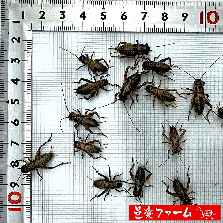 【邑楽ファーム】 活フタホシコオロギ Mサイズ 約400匹 16~20mm程度 活餌 爬虫類 ...