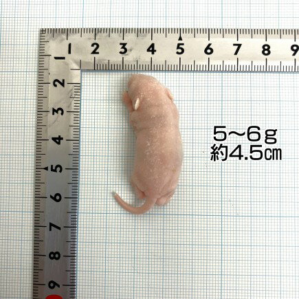 邑楽ファーム 冷凍プレミアムマウス ピンクL ...の紹介画像2
