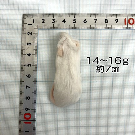 邑楽ファーム 冷凍プレミアムマウス ホッパーM...の紹介画像2