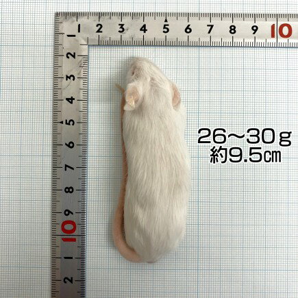 邑楽ファーム 冷凍プレミアムマウス アダルトS...の紹介画像2
