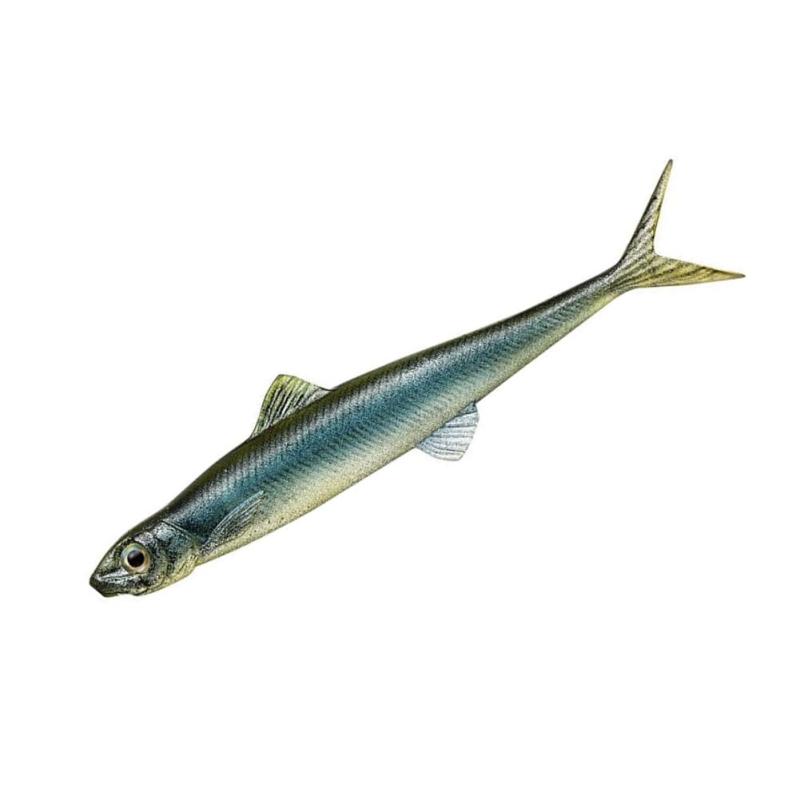樂天商城 - エバーグリーン(EVERGREEN) ラストエース80F