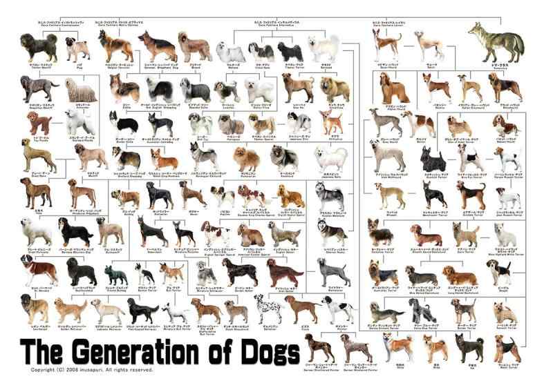 楽天市場】犬の系統図 ドッグジェネレーション ポスターの通販
