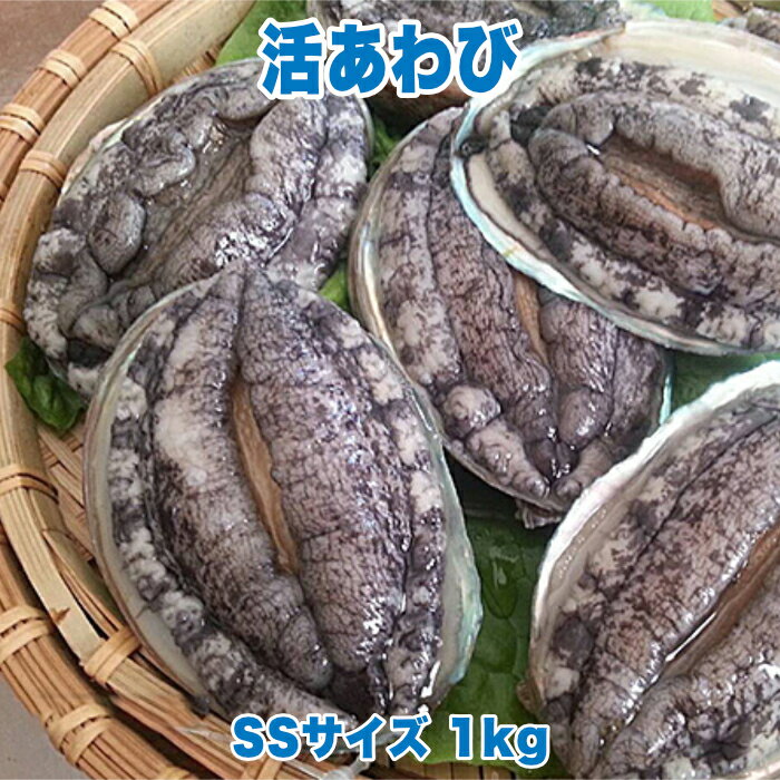 活あわび SSサイズ 1kg 直営 直売 高級 海鮮 生食 不老不死 健康長寿 縁起物 料理 バーベキュー BBQ おつまみ 珍味 酒の肴 贈り物 ギフト お祝い 記念日 誕生日 サプライズ 妊娠 妊婦 赤ちゃん 安産祈願 戌の日 帯祝い