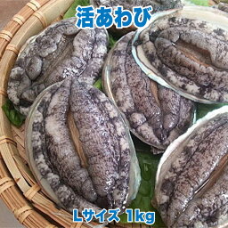 活あわび Lサイズ 1kg 直営 直売 高級 海鮮 生食 不老不死 健康長寿 縁起物 料理 バーベキュー BBQ おつまみ 珍味 酒の肴 贈り物 ギフト お祝い 記念日 誕生日 サプライズ 妊娠 妊婦 赤ちゃん 安産祈願 戌の日 帯祝い