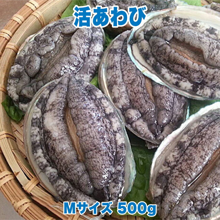 活あわび Mサイズ 500g 直営 直売 高級 海鮮 生食 不老不死 健康長寿 縁起物 料理 バーベキュー BBQ おつまみ 珍味 酒の肴 贈り物 ギフト お祝い 記念日 誕生日 サプライズ 妊娠 妊婦 赤ちゃん 安産祈願 戌の日 帯祝い