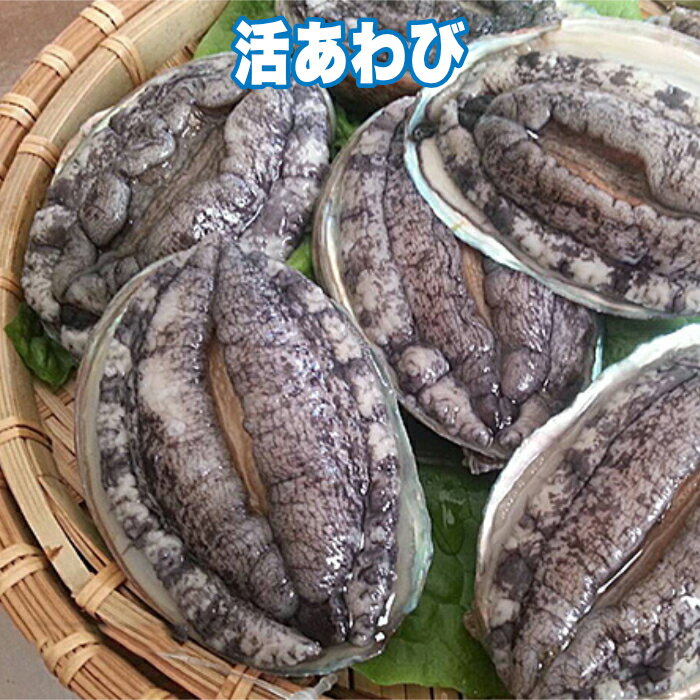 活あわび SS〜LLサイズ 500g〜5kg 直営 直売 高級 海鮮 生食 不老不死 健康長寿 縁起物 料理 バーベキュー BBQ おつまみ 珍味 酒の肴 贈り物 ギフト お祝い 記念日 誕生日 サプライズ 妊娠 妊婦 赤ちゃん 安産祈願 戌の日 帯祝い