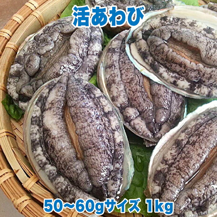 活あわび 50〜60gサイズ 1kg 直営 直売 高級 海鮮 生食 不老不死 健康長寿 縁起物 料理 バーベキュー BBQ おつまみ 珍味 酒の肴 贈り物 ギフト お祝い 記念日 誕生日 サプライズ 妊娠 妊婦 赤ちゃん 安産祈願 戌の日 帯祝い