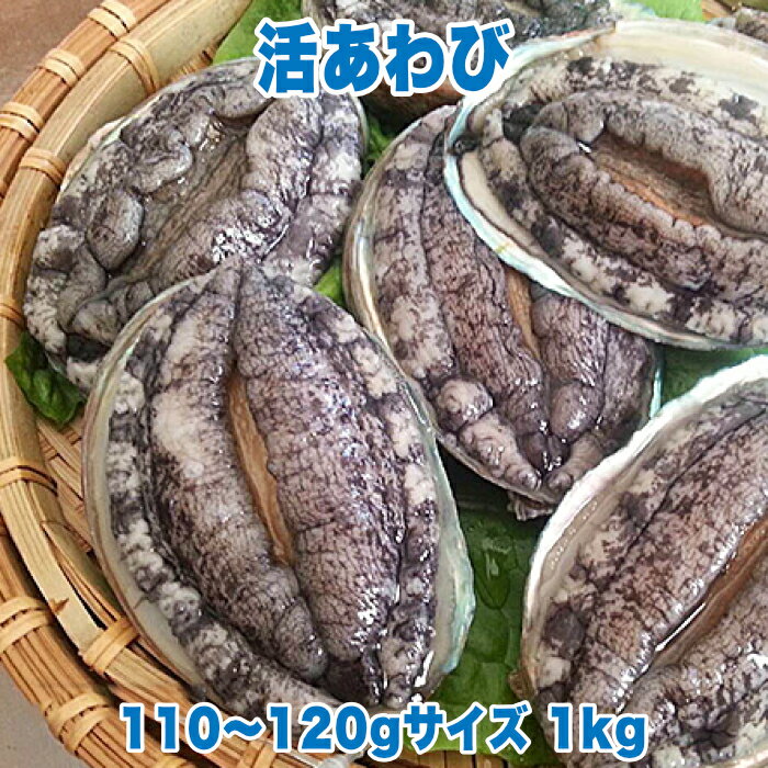 活あわび 110〜120gサイズ 1kg 直営 直売 高級 海鮮 生食 不老不死 健康長寿 縁起物 料理 バーベキュー BBQ おつまみ 珍味 酒の肴 贈り..