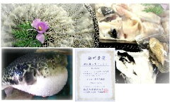 https://thumbnail.image.rakuten.co.jp/@0_mall/awaji/cabinet/item/fugu-3-nabe-sasimi.jpg