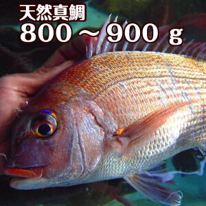 淡路島産天然マダイ800g〜900g1尾（真鯛・タイ・たい）（桜ダイ・桜鯛）