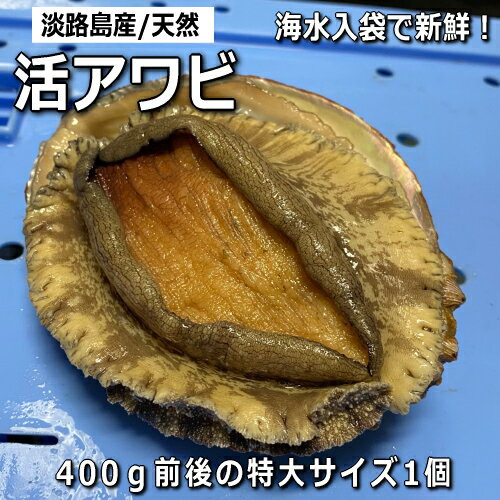 【大きいアワビ】特大サイズの鮑をお取り寄せ！美味しいおすすめは？