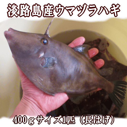 楽天市場 淡路島産天然長はげ ウマズラ 400g前後1匹 うまづら うまずら 馬面 ハギ 淡路島発 島のさかな屋 花光 みんなのレビュー 口コミ