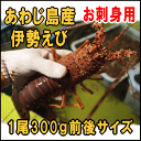 淡路島産天然活伊勢えび1尾あたり300g前後(イセエビ・いせ...