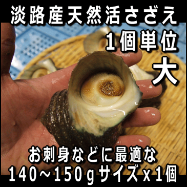 淡路島産天然活さざえ（大）140g〜150gサイズ1個（素もぐり漁獲品/活サザエ/栄螺/活きさざえ）