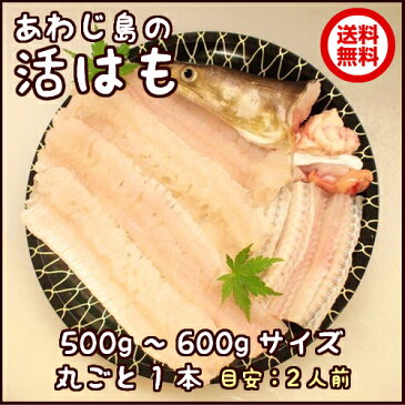 【送料無料】淡路産活はも丸ごと1本500g〜600gサイズ【2人前】【smtb-k】【kb】【楽ギフ_のし】【ギフト対応】※北海道・沖縄は送料別途800円（鱧・ハモ・はも・生）