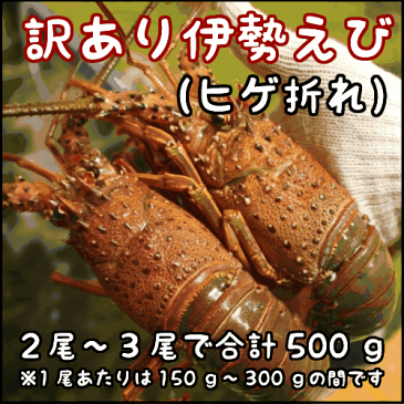 淡路島産天然活伊勢えび2〜3尾で合計500g（イセエビ　伊勢海老　いせえび）（訳あり　理由あり　ヒゲ折れ）【楽ギフ_のし】