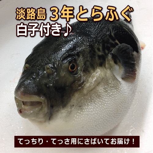 淡路島3年とらふぐ白子持ち【冷蔵便】1.3〜1.4kgをまるごと1匹【発送当日にさばいてお届け♪】【3〜4人前】【配送日指定OK】【淡路島こだわりポン酢または塩ワカメ　選べるおまけ付き】のサムネイル