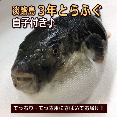 淡路島3年とらふぐ白子持ち【冷蔵便】1.3〜1.4kgをまるごと1匹【発送当日にさばいてお届け♪】【3〜4人前】【配送日指定OK】【淡路島こだわりポン酢または塩ワカメ　選べるおまけ付き】