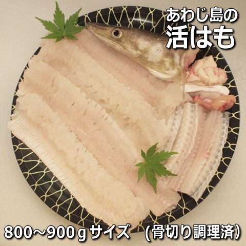 淡路島産活はも丸ごと1本800g〜900gサイズ【2～3人前】【楽ギフ_のし】【ギフト対応】（鱧・ハモ・はも・生）【お中元】【ギフト】のサムネイル