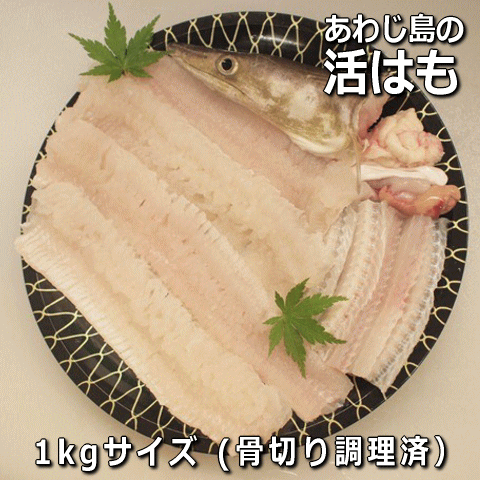 淡路島産活はも丸ごと1本1kgサイズ【3人前】【楽ギフ_のし】【ギフト対応】（鱧・ハモ・はも・生）【お中元】【ギフト】【販売期間：4月～11月】