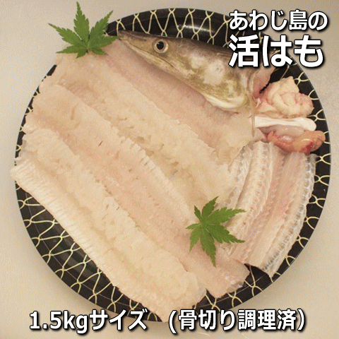 【ふるさと納税】大分県産活じめ鱧（はも）しゃぶしゃぶセット 500g 鱧しゃぶ 湯引き 鱧鍋 鱧しゃぶセット しゃぶしゃぶ 骨切り 天然鱧 冷凍 ＜108-009_5＞