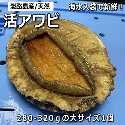 淡路産天然赤あわび（活）280g～320gの大サイズ1個（赤アワビ・アカアワビ・鮑）【楽ギフ_のし】【お中元】【ギフト】