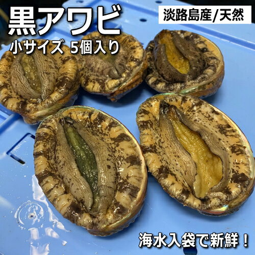 【送料無料】天然黒あわび（活）5