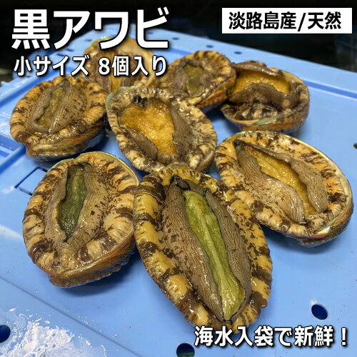 【送料無料】天然黒あわび（活）8