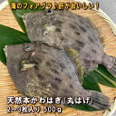 淡路島産天然カワハギ（丸はげ）2～3枚合計500g（本かわはぎ・活じめ・〆）