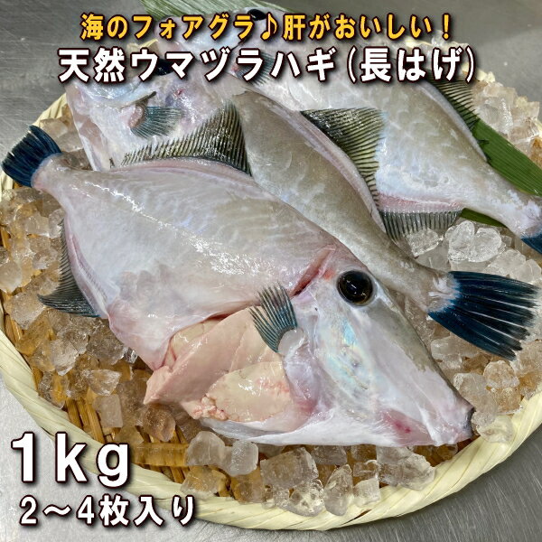 淡路島産天然長はげ（ウマズラ)2〜4枚合計1kg（うまづら・うまずら・馬面・ハギ）