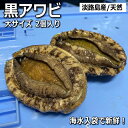 淡路産天然黒あわび（活）大サイズ2個で約500g（黒アワビ・クロアワビ）【楽ギフ_のし】