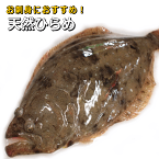 淡路島産天然ヒラメ(活じめ)お刺身用(ひらめ・平目)【販売期間:夏期除く通年】